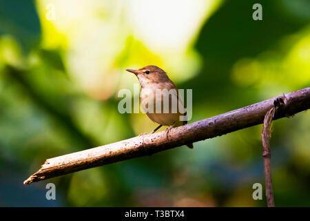 Blyth der Teichrohrsänger, Acrocephalus dumetorum, Western Ghats, Indien. Stockfoto