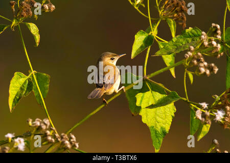 Blyth der Teichrohrsänger, Acrocephalus dumetorum, Western Ghats, Indien. Stockfoto