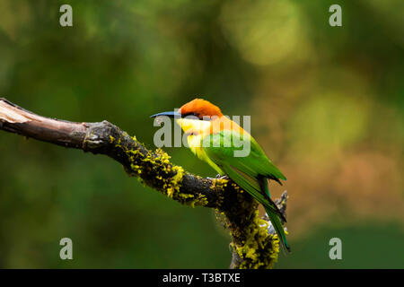 Chestnut-headed Bienenfresser, leschenaulti Merops, Western Ghats, Indien. Stockfoto