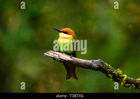 Chestnut-headed Bienenfresser, leschenaulti Merops, Western Ghats, Indien. Stockfoto