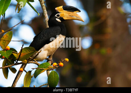 Malabar pied Hornbill, Anthracoceros coronatus, Western Ghats, Indien. Stockfoto