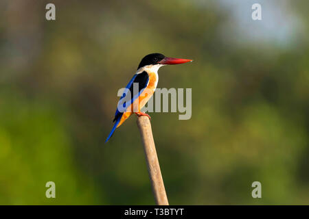 Black-capped Kingfisher, Halcyon pileata, Indien. Stockfoto