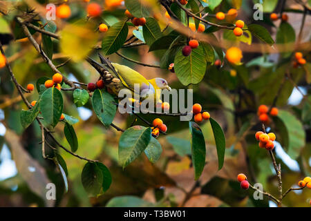 Gelb-grüne Taube, Treron phoenicoptera, Western Ghats, Indien. Stockfoto