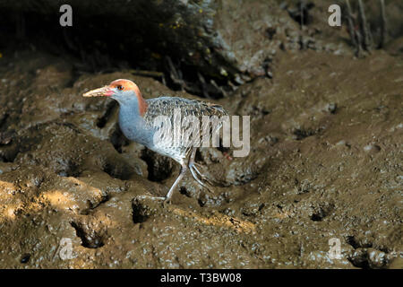 Slaty-breasted Schiene, gallicolumba striatus, Goa, Indien. Stockfoto