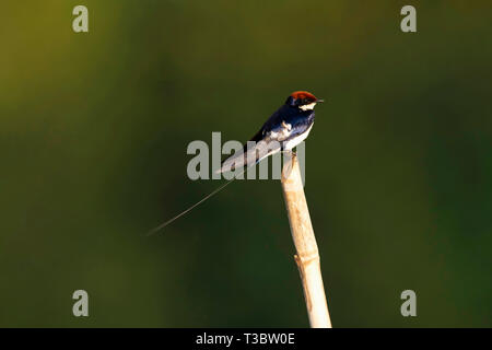 Kabel-tailed Swallow, Hirundo smithii, Goa, Indien. Stockfoto