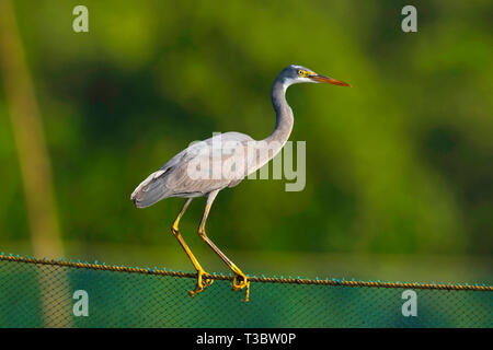 Reef Heron, Egretta gularis, Goa, Indien. Stockfoto