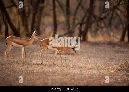 Chinkara, Gazella bennettii auch als der Indische Gazelle, Indien bekannt. Stockfoto