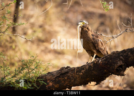 Crested Schlange Adler, Spilornis cheela Essen eine Schlange, Ranthambore Tiger Reserve, Rajasthan, Indien. Stockfoto