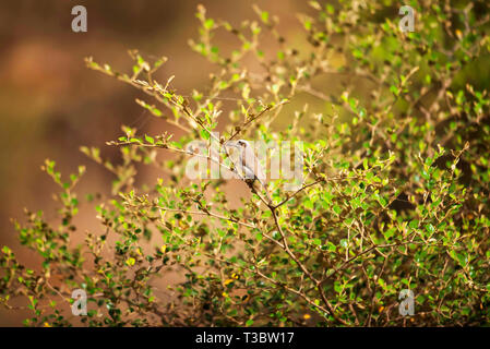 Gemeinsame woodshrike, Tephrodornis pondicerianus, Ranthambore Tiger Reserve, Rajasthan, Indien. Stockfoto