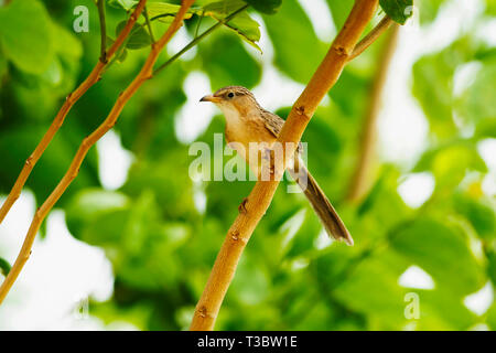 Gemeinsame Schwätzer Turdoides caudata, Ranthambore Tiger Reserve, Rajasthan, Indien. Stockfoto