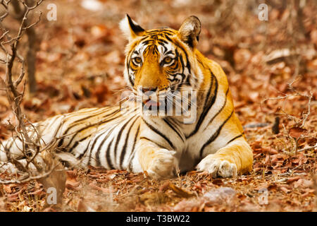 Tiger Panthera tigris, Ranthambore Tiger Reserve, Rajasthan, Indien. Stockfoto