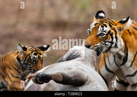 Tiger mit Töten, Panthera tigris, Ranthambore Tiger Reserve, Rajasthan, Indien. Stockfoto