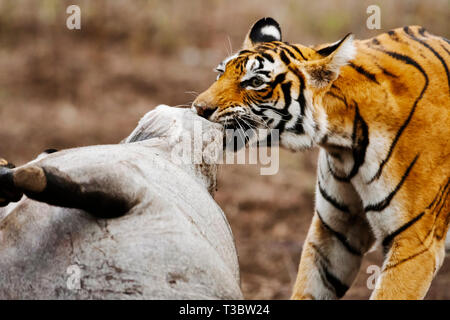 Tiger mit Töten, Panthera tigris, Ranthambore Tiger Reserve, Rajasthan, Indien. Stockfoto