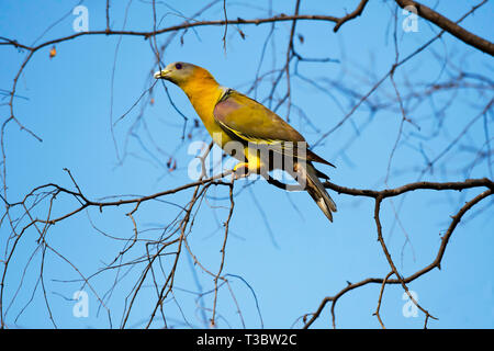 Gelb-grüne Taube, Treron phoenicoptera, Ranthambore Tiger Reserve, Rajasthan, Indien. Stockfoto