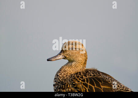 Der eurasischen Teal oder Common teal, Anas crecca, weiblich, Pune, Maharashtra, Indien. Stockfoto