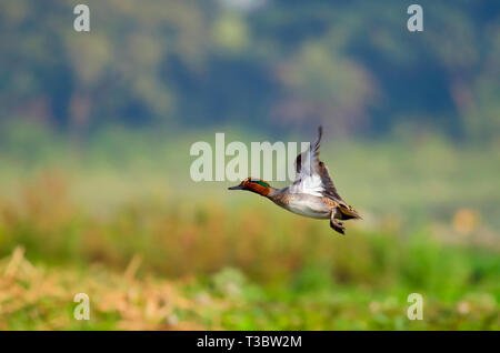 Der eurasischen Teal oder Common teal, Anas crecca, männlich, Pune, Maharashtra, Indien. Stockfoto