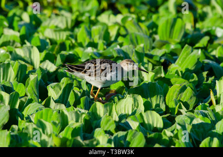 Ruff calidris pugnax, Mittlere waten Vogel, Pune, Maharashtra, Indien. Stockfoto