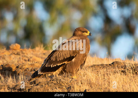 Steppe eagle, Aquila nipalensis, Pune, Maharashtra, Indien. Stockfoto