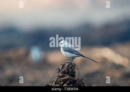 Bachstelze, Motacilla alba, Pune, Maharashtra, Indien. Stockfoto