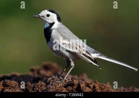 Bachstelze, Motacilla alba, Pune, Maharashtra, Indien. Stockfoto