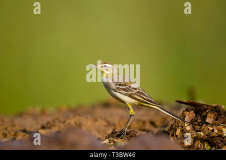 Gelbe Bachstelze, Motacilla flava, Pune, Maharashtra, Indien. Stockfoto