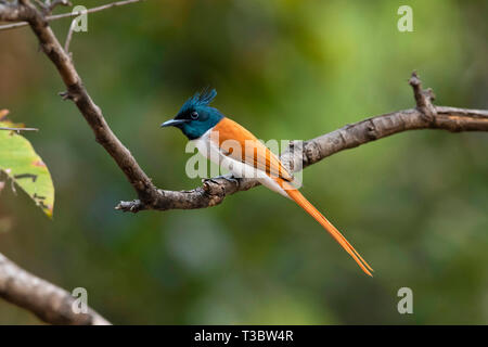 Asiatische Paradies, Terpsiphone Paradisi, männlich, Pune, Maharashtra, Indien. Stockfoto