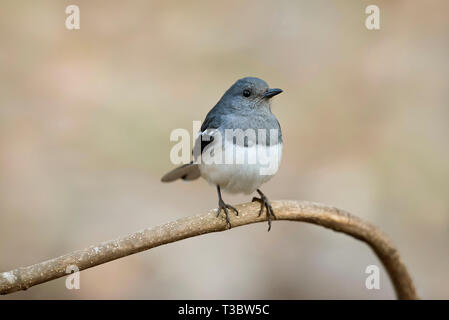 Orientalische magpie - Robin, Copsychus saularis, weiblich, Pune, Maharashtra, Indien. Stockfoto