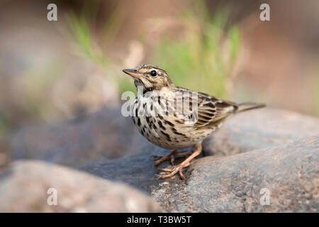 Paddyfield Pieper oder orientalischen Pieper, Anthus rufulus, Pune, Maharashtra, Indien. Stockfoto