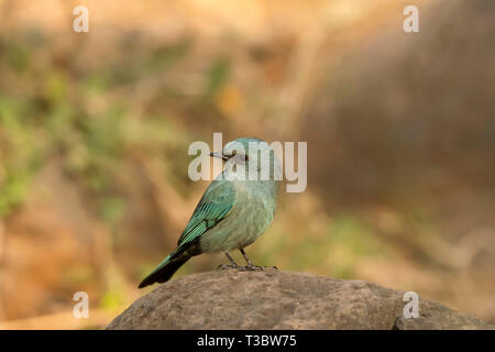 Verditer Fliegenfänger, Eumyias thalassinus, weiblich, Pune, Maharashtra, Indien. Stockfoto