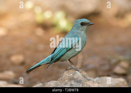 Verditer Fliegenfänger, Eumyias thalassinus, Pune, Maharashtra, Indien. Stockfoto