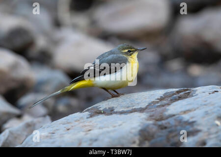 Gebirgsstelze, Motacilla cinerea, Pune, Maharashtra, Indien. Stockfoto