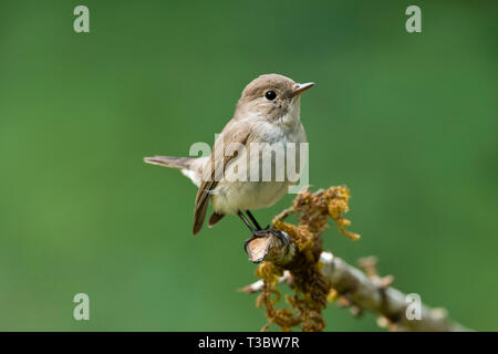 Taiga schopftyrann oder Red-throated, Ficedula albicilla, weiblich, Western Ghats, Indien. Stockfoto