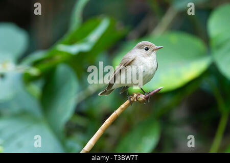 Taiga schopftyrann oder Red-throated, Ficedula albicilla, weiblich, Western Ghats, Indien. Stockfoto