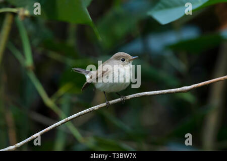 Taiga schopftyrann oder Red-throated, Ficedula albicilla, weiblich, Western Ghats, Indien. Stockfoto