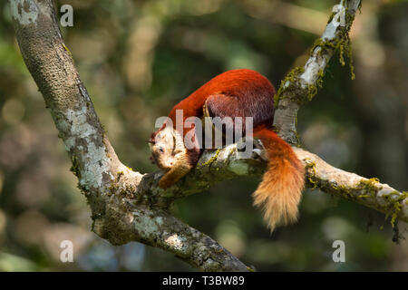 Malabar Riese Eichhörnchen, Ratufa indica Western Ghats, Indien. Stockfoto