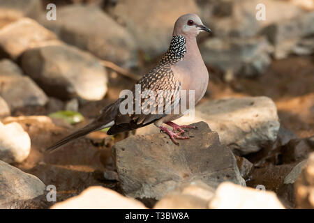 Gefleckte Taube, Spilopelia chinensis, Pune, Maharashtra, Indien. Stockfoto