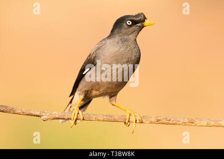 Dschungel Myna, Acridotheres fuscus Western Ghats, Indien. Stockfoto