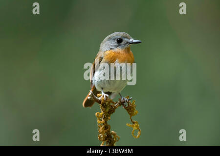 White-bellied Blau, Cyornis pallidipes, weiblich, Western Ghats, Indien. Stockfoto