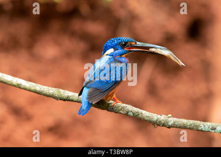 Blue-eared Kingfisher, Alcedo meninting, Western Ghats, Indien. Stockfoto