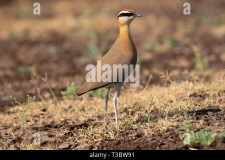 Indische Renner, Cursorius coromandelicus, Pune, Maharashtra, Indien. Stockfoto