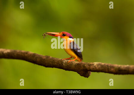 Orientalische dwarf Kingfisher, Keyx erithaca, Western Ghats, Indien. Stockfoto