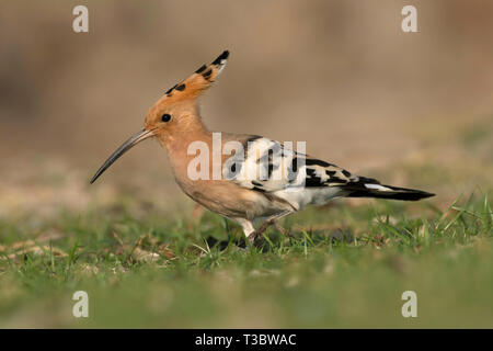 Gemeinsame Wiedehopf, Upupa epops, Indien. Stockfoto