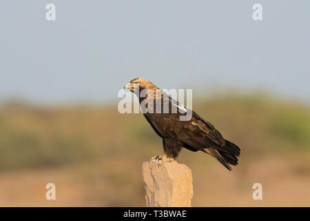 Östliche Kaiseradler Aquila heliaca, Indien. Stockfoto