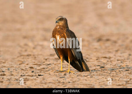 Eurasischen Rohrweihe, Circus aeruginosus, männlich, Indien. Stockfoto