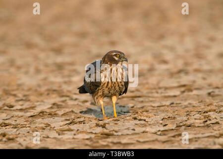 Montagu's Harrier, Circus pygargus, weiblich, Indien. Stockfoto