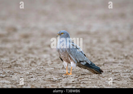 Montagu's Harrier, Circus pygargus, männlich, Indien. Stockfoto