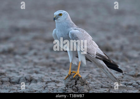 Blassen Harrier, Circus macrourus, männlich, Indien. Stockfoto