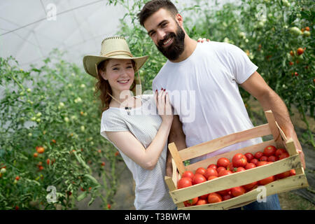 Junge lächelnde Landwirtschaft Arbeiterin ernten Tomaten im Gewächshaus. Stockfoto