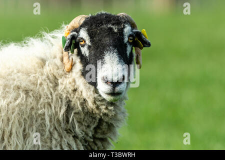 Swaledale Ewe (weibliche Schafe) Kopf und Schultern Swaledale sind eine Rasse, die in den Yorkshire Dales, England, UK. nach Vorne. Landschaft Stockfoto