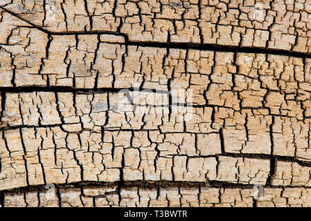 Hintergrund Textur von altem Holz mit Rissen. Stockfoto